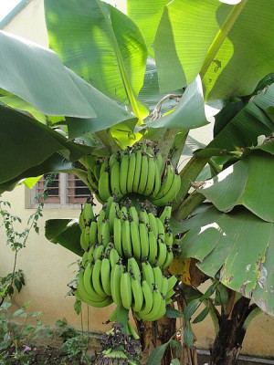 Banana Bunch [Photo Credit: Creative Commons 3.0, Thamizhpparithi Maari]